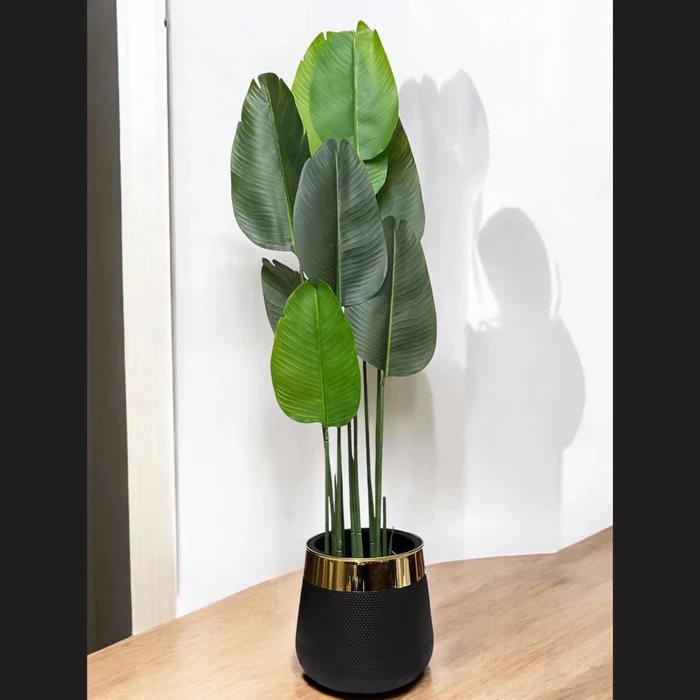 Stunning Banana Leaf Plant - Perfect for Indoor and Outdoor Decor