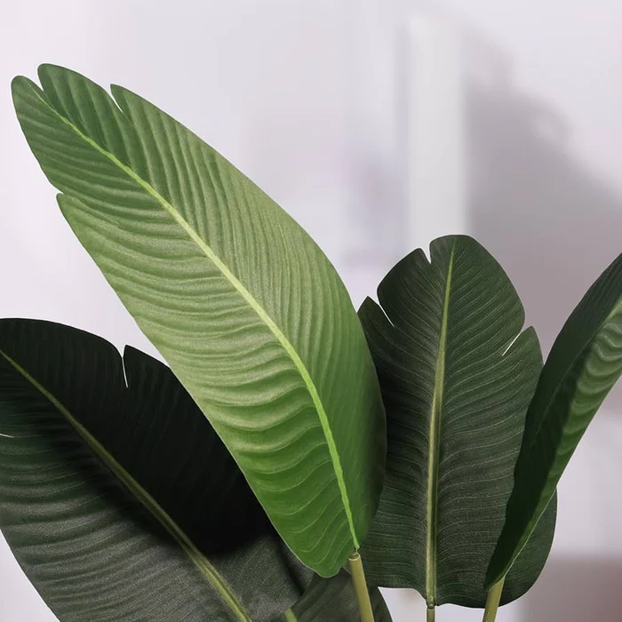 Stunning Banana Leaf Plant - Perfect for Indoor and Outdoor Decor