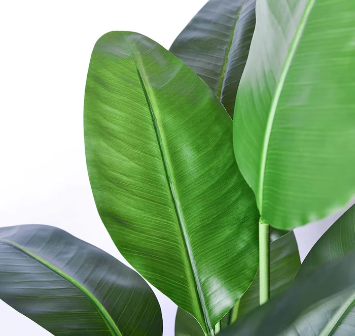 Stunning Banana Leaf Plant - Perfect for Indoor and Outdoor Decor