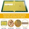 Mouse Trap Board Sticky Mice Glue Pack of 2
